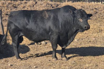 56 PTIC HEIFERS