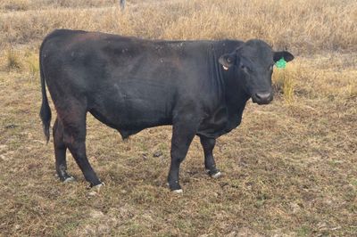 2 Angus Cross Bulls