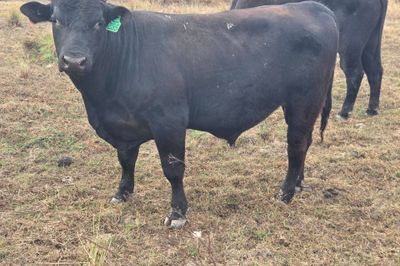 2 Angus Cross Bulls