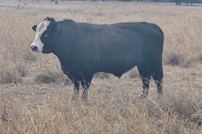 2 Angus Cross Bulls