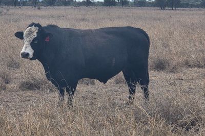 2 Angus Cross Bulls