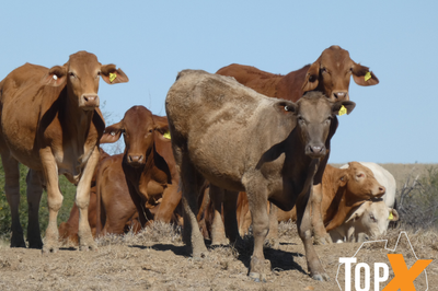 318 Backgrounder Steers
