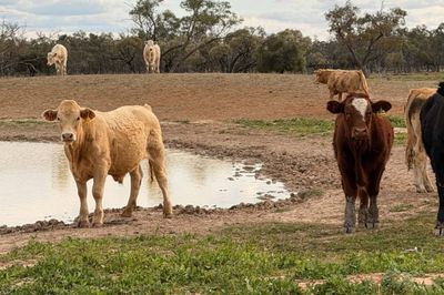 600 Charolais X Steers For Sale