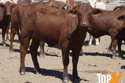 112 Backgrounder Heifers