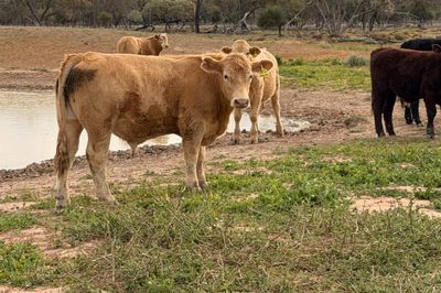 600 Charolais X Steers For Sale