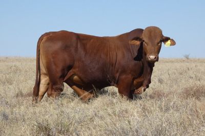 88 Droughtmaster Bulls