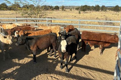 74 Angus / Charolais Cross Steers