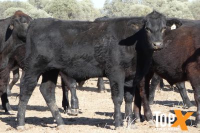 A+ 340 BACKGROUNDER STEERS