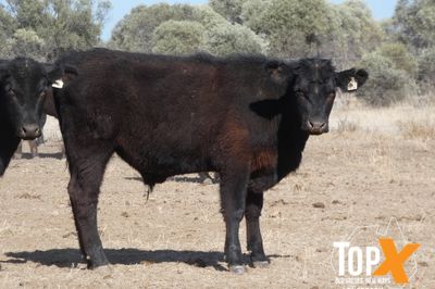 A+ 340 BACKGROUNDER STEERS