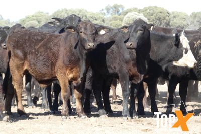 A+ 340 BACKGROUNDER STEERS
