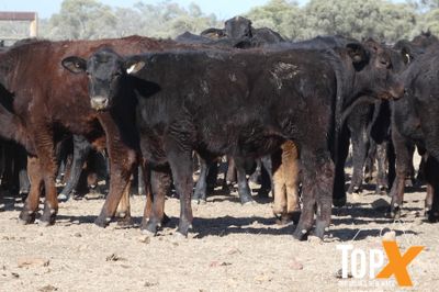 A+ 340 BACKGROUNDER STEERS