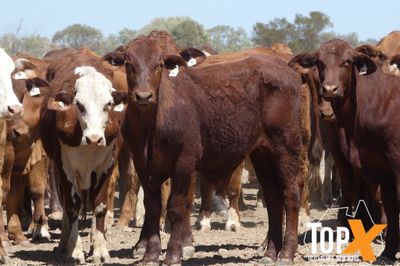 A+ 340 BACKGROUNDER STEERS