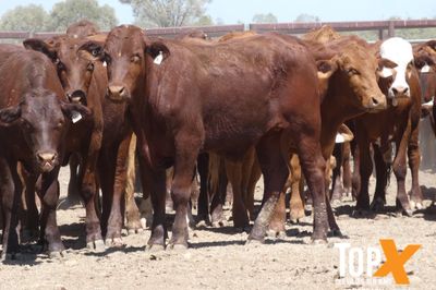 A+ 340 BACKGROUNDER STEERS