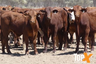 A+ 340 BACKGROUNDER STEERS