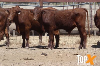 A+ 340 BACKGROUNDER STEERS