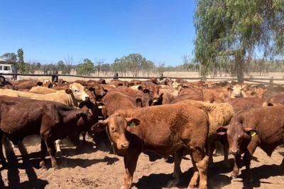185 Santa/Droughtmaster/Charolais Weaners