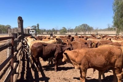 185 Santa/Droughtmaster/Charolais Weaners