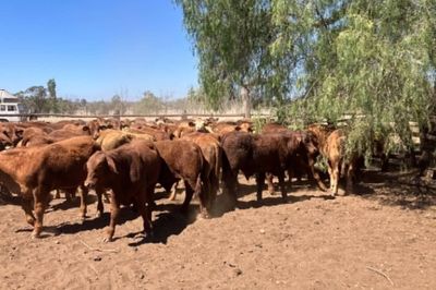 185 Santa/Droughtmaster/Charolais Weaners
