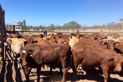 185 Santa/Droughtmaster/Charolais Weaners