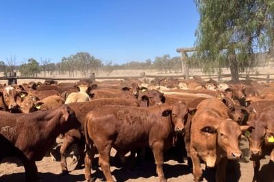 185 Santa/Droughtmaster/Charolais Weaners