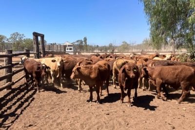 185 Santa/Droughtmaster/Charolais Weaners