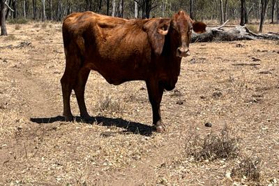 300 PTE Brahman & Crossbred Cows