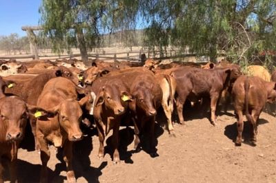 185 Santa/Droughtmaster/Charolais Weaners