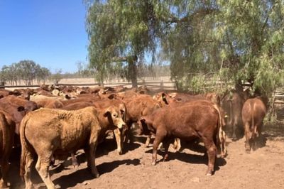 185 Santa/Droughtmaster/Charolais Weaners