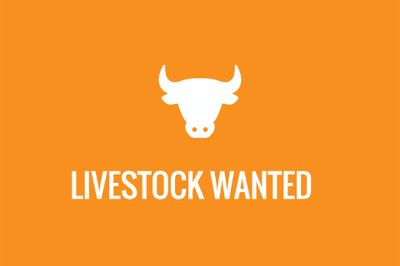 Wanted Brahman Cows
