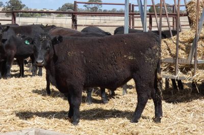 57 Angus Feeder Steers
