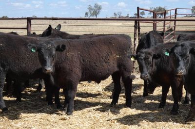 57 Angus Feeder Steers