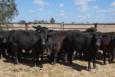 57 Angus Feeder Steers