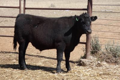 57 Angus Feeder Steers