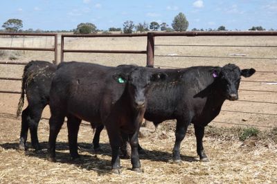 57 Angus Feeder Steers