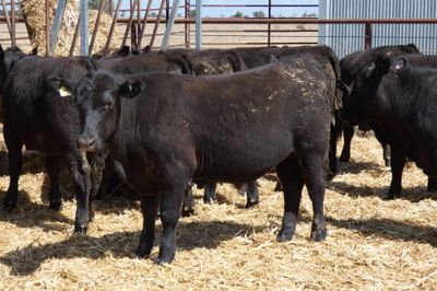 57 Angus Feeder Steers