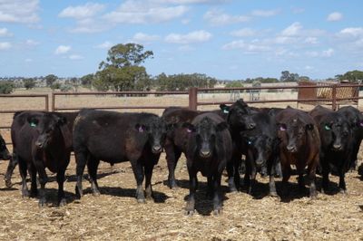 57 Angus Feeder Steers