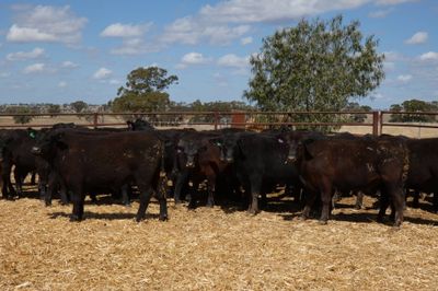 57 Angus Feeder Steers