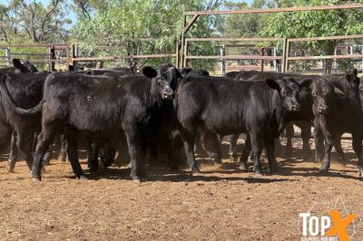 ROMA SALE 22/9 - 86 ANGUS STEERS & HEIFERS