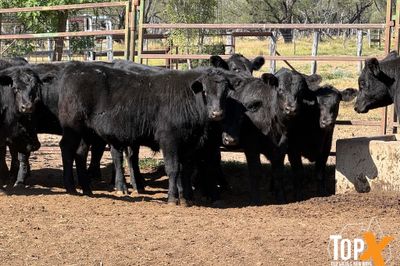 ROMA SALE 22/9 - 86 ANGUS STEERS & HEIFERS