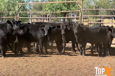 ROMA SALE 22/9 - 86 ANGUS STEERS & HEIFERS
