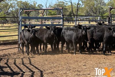 ROMA SALE 22/9 - 86 ANGUS STEERS & HEIFERS