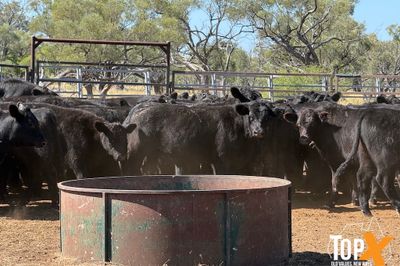 ROMA SALE 22/9 - 86 ANGUS STEERS & HEIFERS