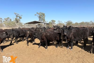 ROMA SALE 22/9 - 86 ANGUS STEERS & HEIFERS