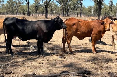 300 PTE Brahman & Crossbred Cows