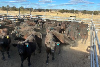 52 VGQ Angus Steers