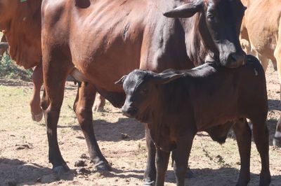 WANTED COWS AND CALVES
