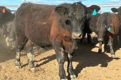 52 VGQ Angus Steers