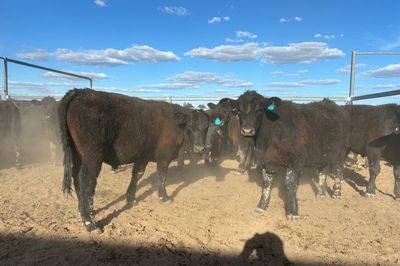 52 VGQ Angus Steers