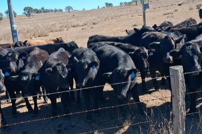 96 Angus & Angus Cross Backgrounder Heifers