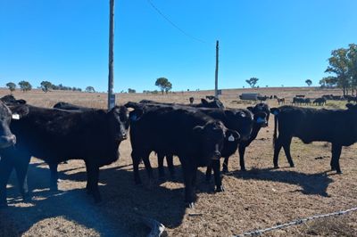 96 Angus & Angus Cross Backgrounder Heifers